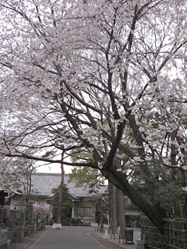 月窓寺の桜 2011/04/08