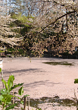 井の頭公園の池と桜（ひょうたん橋） 2011/04/13