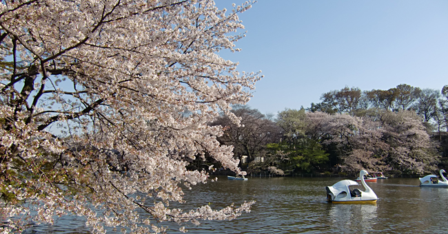 井の頭公園の池と桜（七井橋） 2011/04/13
